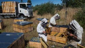 HiveTech's pot-to-hive tracing technology