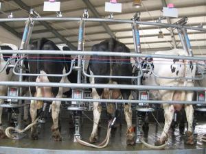 Waikato Milking Systems will be in the New Zealand Pavilion 