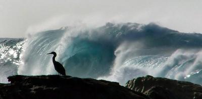 Is New Zealand the shag on the rock of the world trading system?