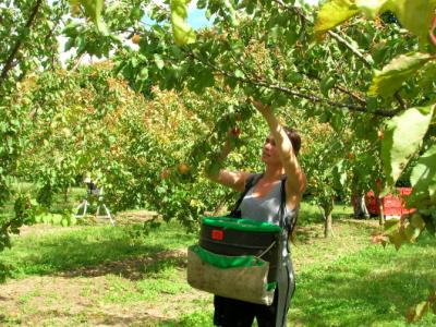 Hawke&#039;s Bay: Just 14 people answered urgent call for fruit-pickers