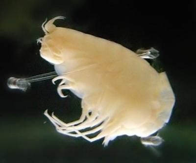 Deep-ocean researcher highlights startling levels of man-made organic pollutants in ocean-trenches