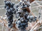 New Zealand: Central Otago frost - disaster avoided