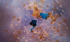 Two fragments of blue microplastic surrounded by diatom phytoplankton (seen under a microscope) after being collected from the sea in a fine mesh trawl net.