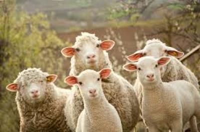 Meat Companies &amp; Green Party United in Fight Against Live Sheep Exports to Saudi Arabia