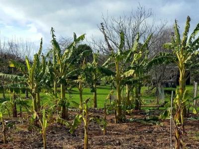 Big plans for New Zealand&#039;s first commercial banana plantation