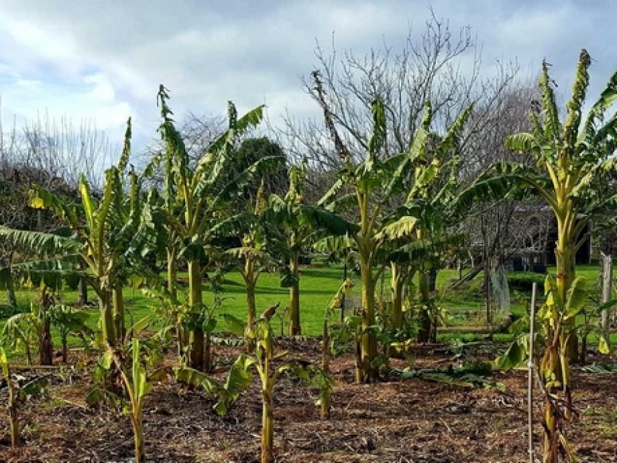 Big plans for New Zealand&#039;s first commercial banana plantation