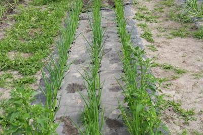 Walki develops new biodegradable mulching paper