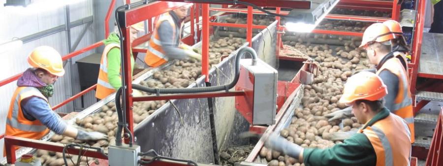 New Zealand grower Bostock, processes loads more onions!