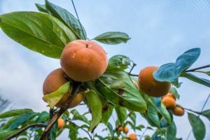 US to allow fresh persimmon imports from New Zealand