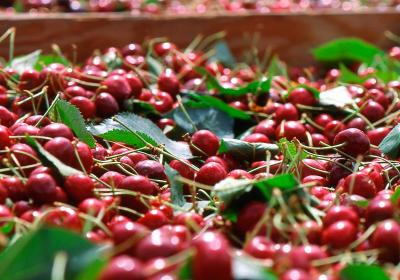 Leap forward in cherry grading revealed by Compac