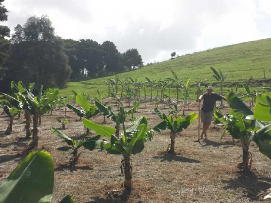 Public visits planned for one of New Zealand&#039;s largest tropical fruit farms