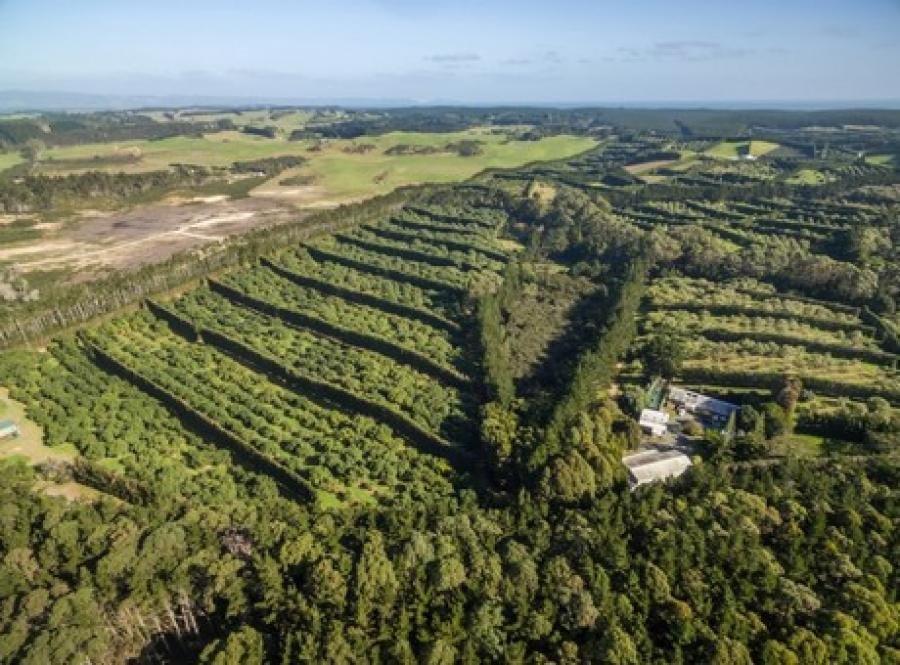 New Zealand avocado orchard up for sale