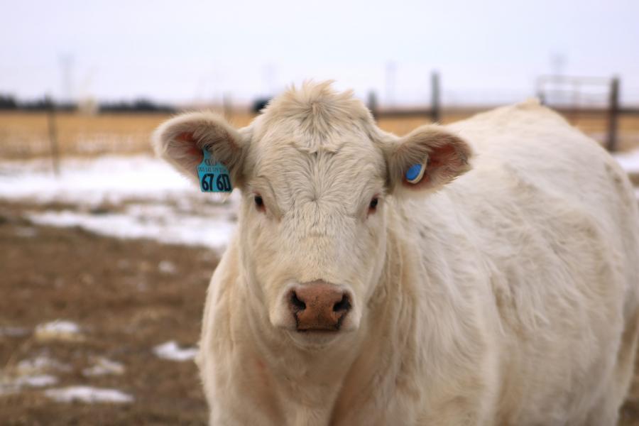 Allflex introduces cow monitoring solution for beef farms