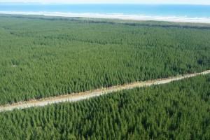 New national standard for plantation forestry