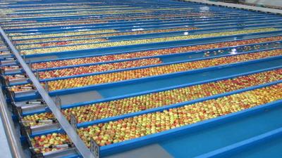 T&amp;G Global looks to sell food processing T&amp;G Foods unit